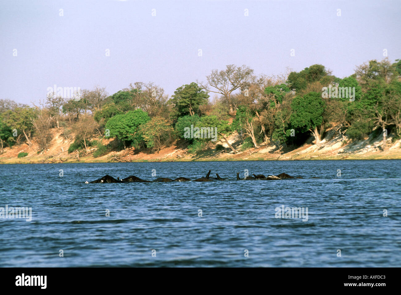 Elefanten im Chobe Fluss schwimmen Stockfoto