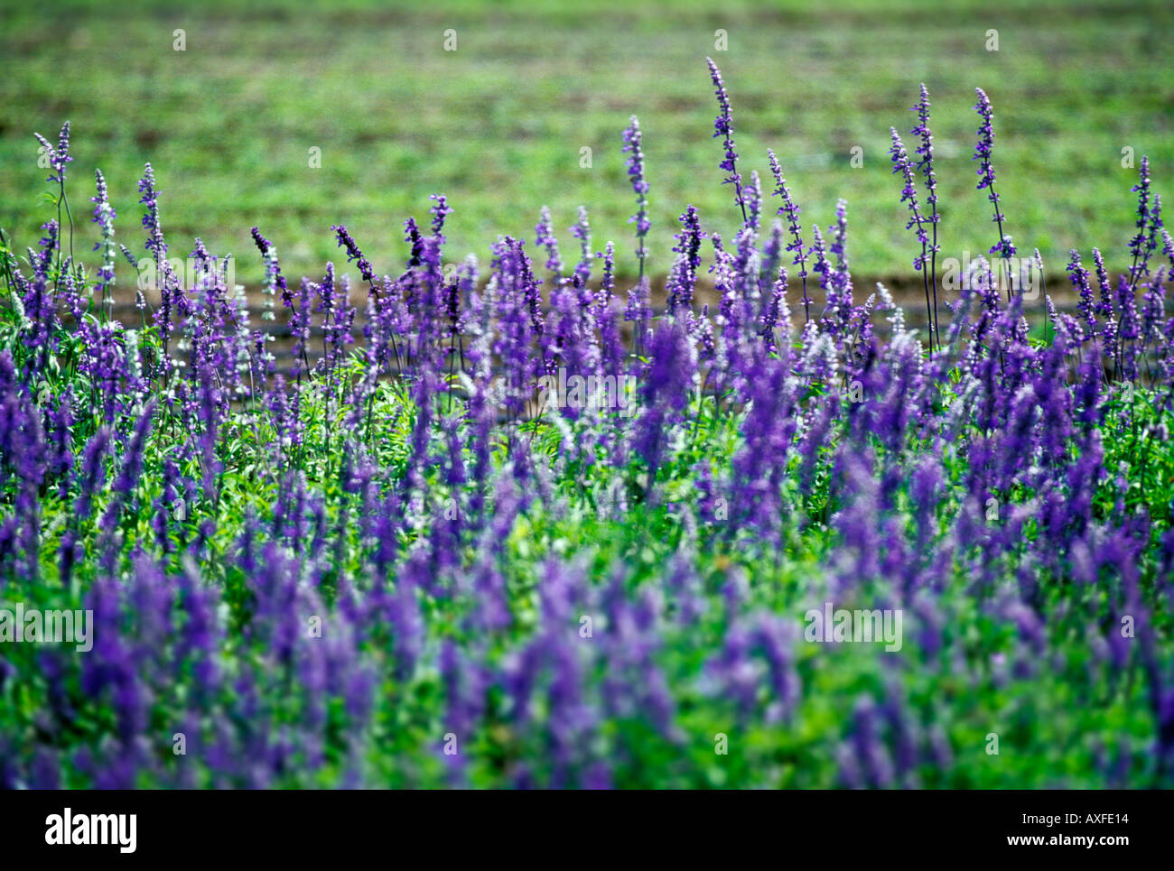 Texas Bluebonnets Wildblumen Stockfoto