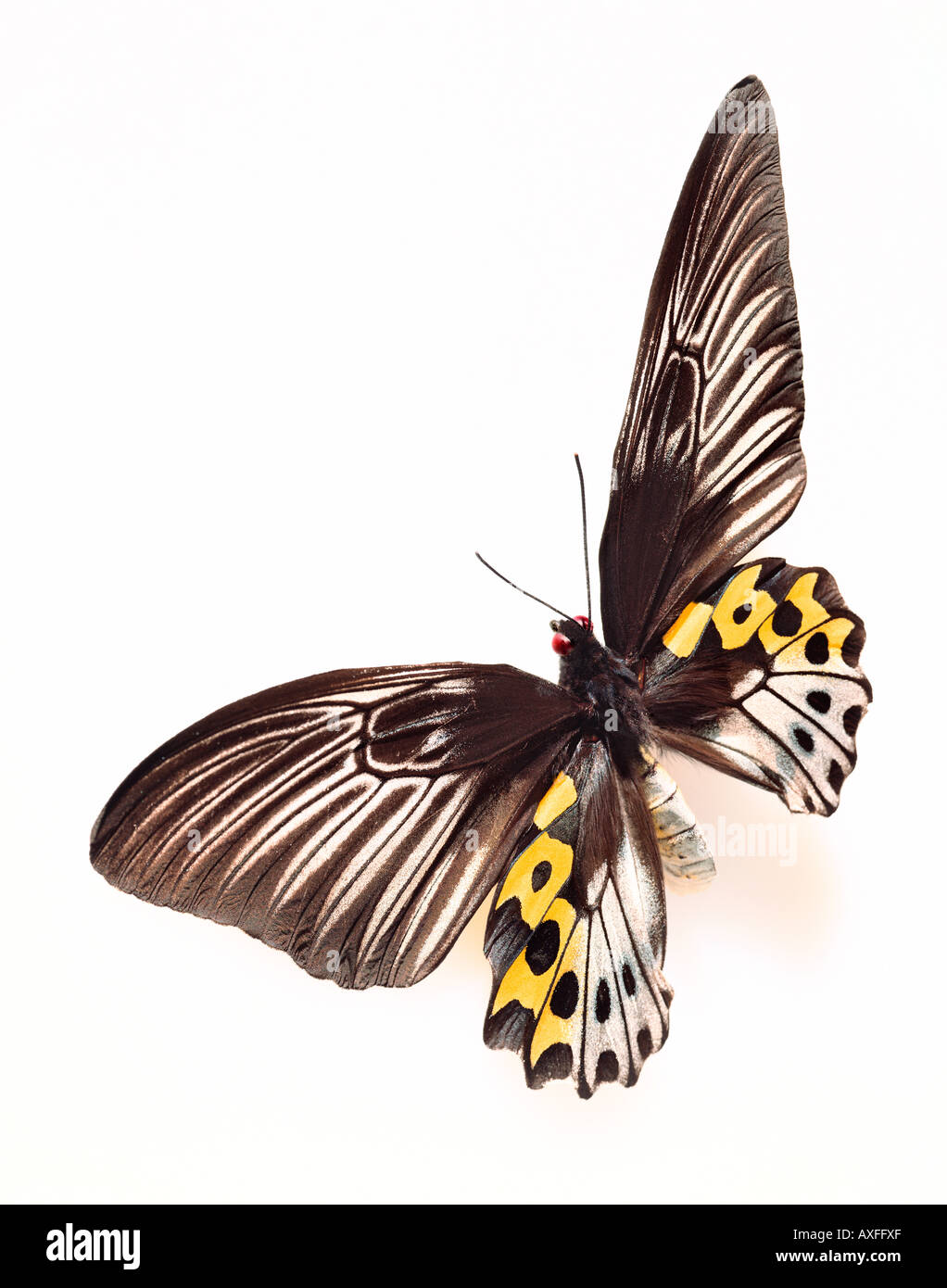 Schmetterling auf weiß Stockfoto