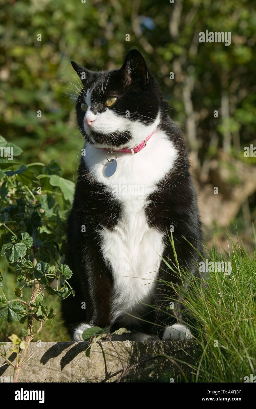 Haustier Katze im Garten Wales UK Stockfoto