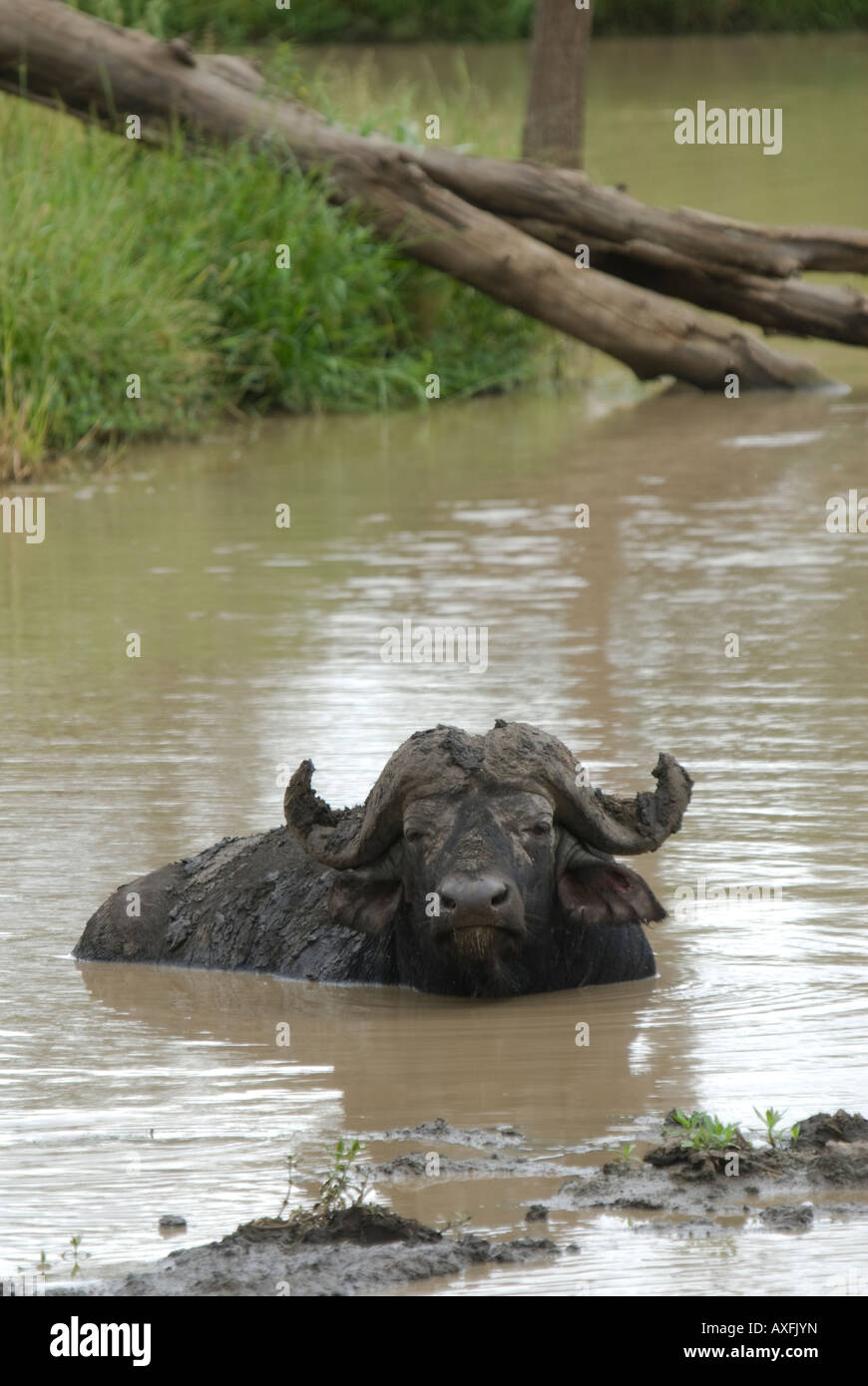 Ein Erwachsener afrikanischer Büffel Stier sitzen im seichten Wasser und wälzen Stockfoto