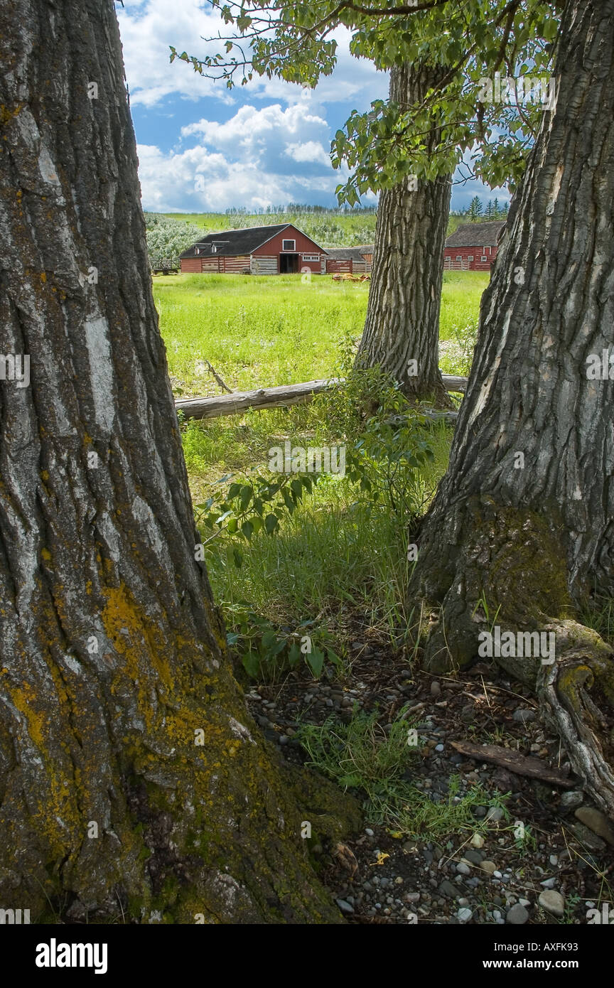 Eine rote Scheune ist sichtbar zwischen den Bäumen an der Bar U Ranch National Historic Site in Southern Alberta Kanada Stockfoto