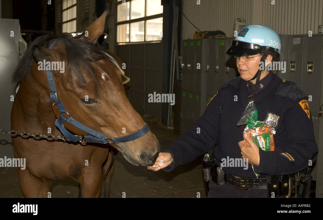 Ein New York City montiert Polizeieinheit Offizier gibt ihrem Pferd einige Karotten in den Stall. Stockfoto