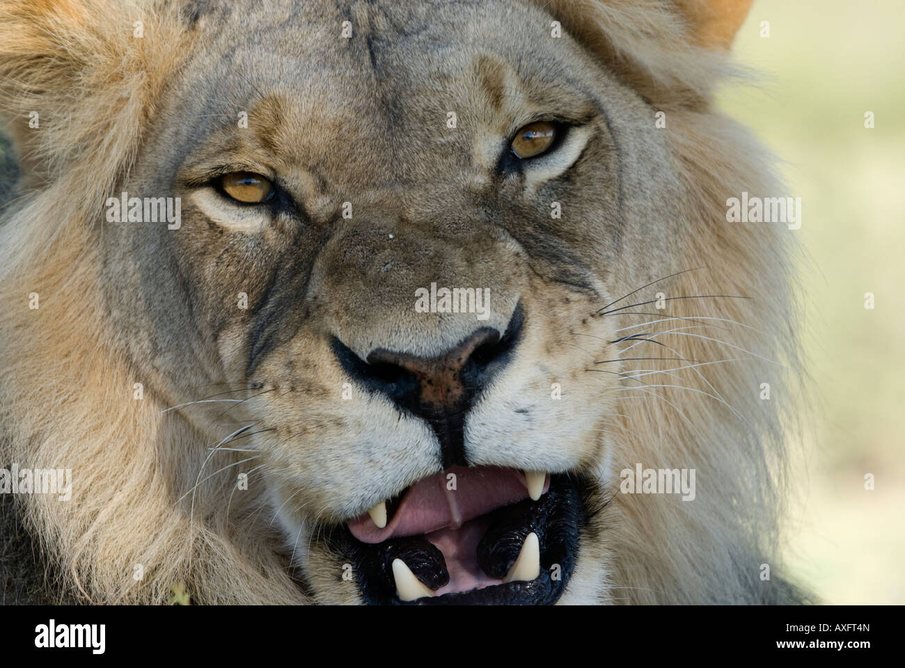 Ein Löwe knurrt wie es auf dem Sand in der Kalahari ruht Stockfoto