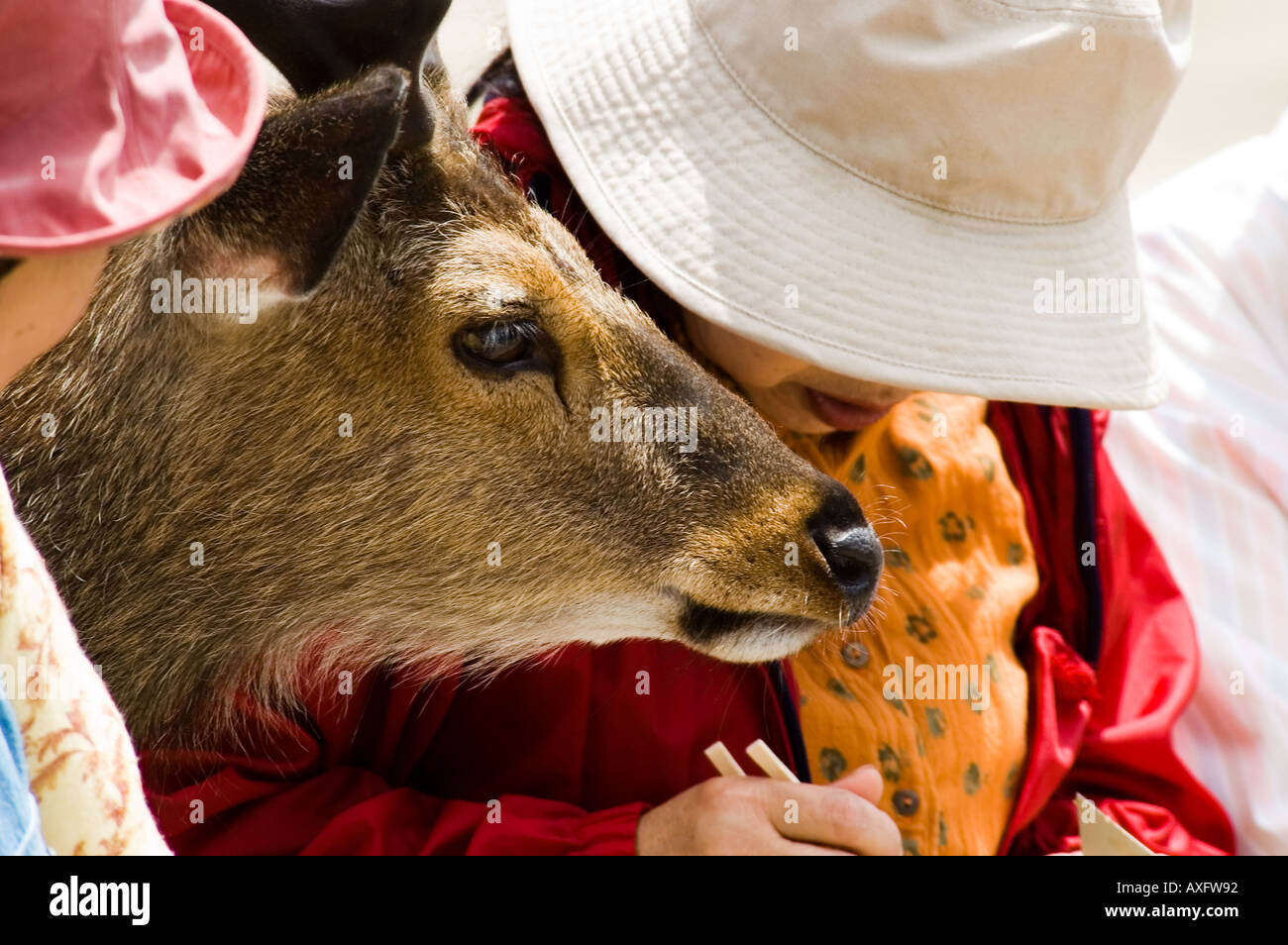 Ein wild aber zahm Reh versucht Essen von Touristen in der Nähe der Itsukushima-Schrein-Miyajima-Japan zu stehlen Stockfoto