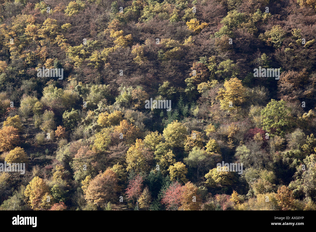 Karden, Berghang Im Herbst, Stockfoto