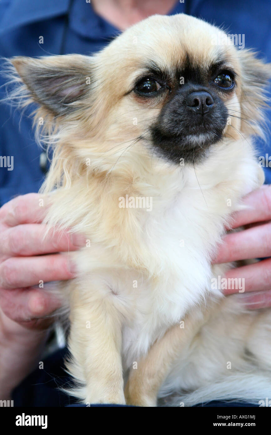 Kleine Chihuahua Spielzeughund mit hübschen Gesicht und dunkle Augen mit weichem langen Mantel auf Mannes runden Stockfoto