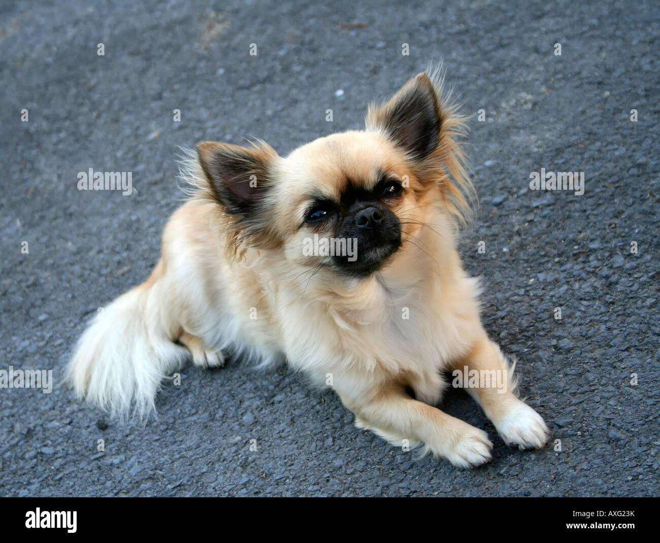 Kleine Chihuahua Spielzeughund mit hübschen Gesicht und dunkle Augen mit weichem langen Mantel Stockfoto