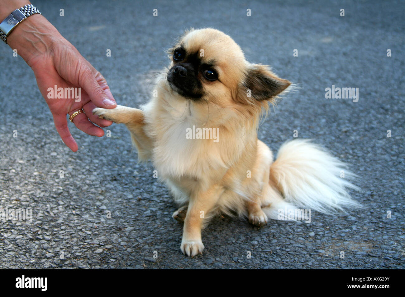 Kleine Chihuahua Spielzeughund mit hübschen Gesicht und dunkle Augen mit weichem langen Mantel und menschliche hand Stockfoto