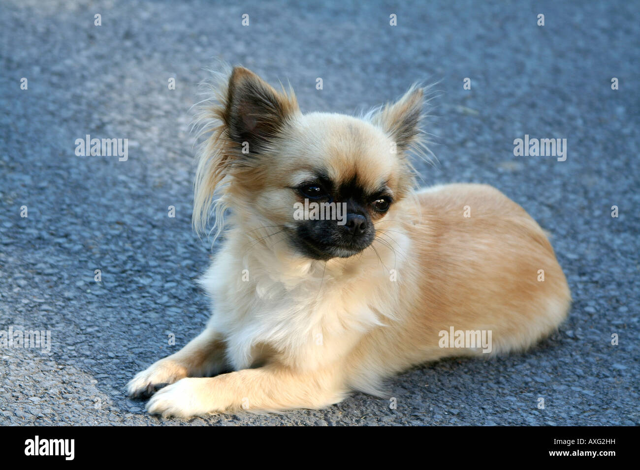 Kleine Chihuahua Spielzeughund mit hübschen Gesicht und dunkle Augen mit weichem langen Mantel Stockfoto