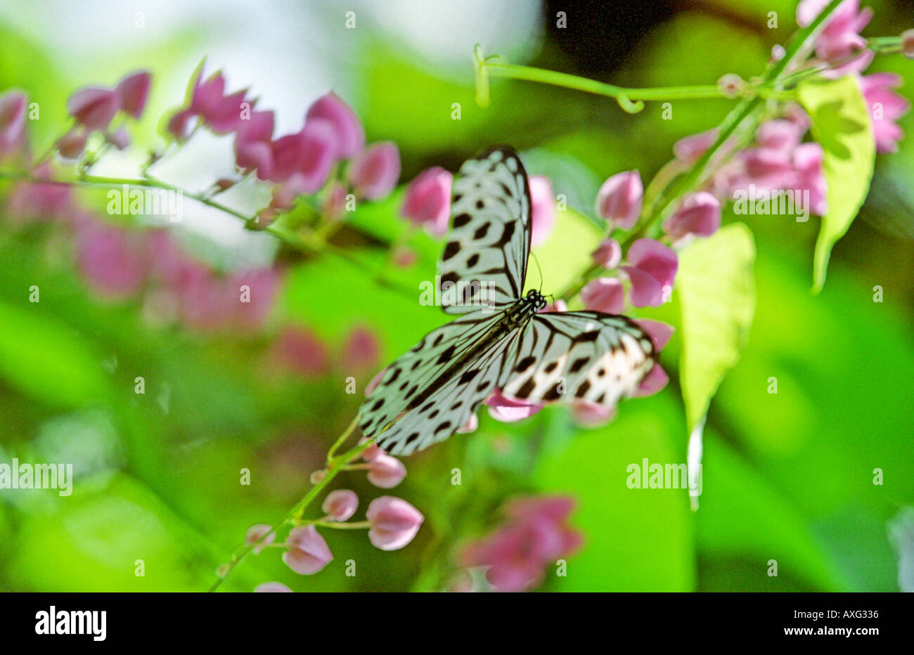 Kleinere Waldnymphe Schmetterling ruht auf rosa Blumen Kuala Lumpur Butterfly Park Malaysia South East Asian Stockfoto