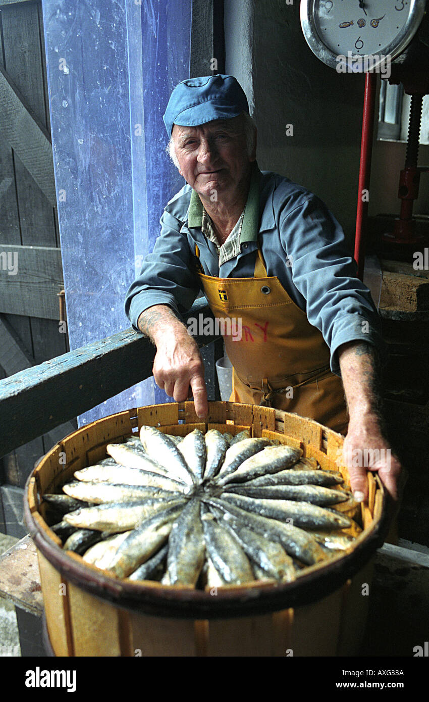 Gesalzene Sardinen in einem Fass statt von Terry ein Arbeiter in der Sardelle Werke Newlyn Penzance Cornwall UK Stockfoto