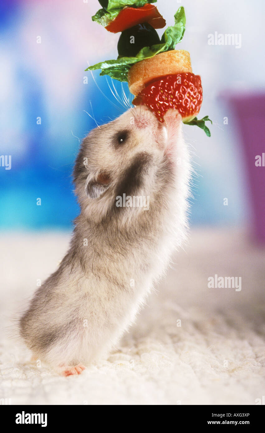 Hamster bei Früchte Stockfoto