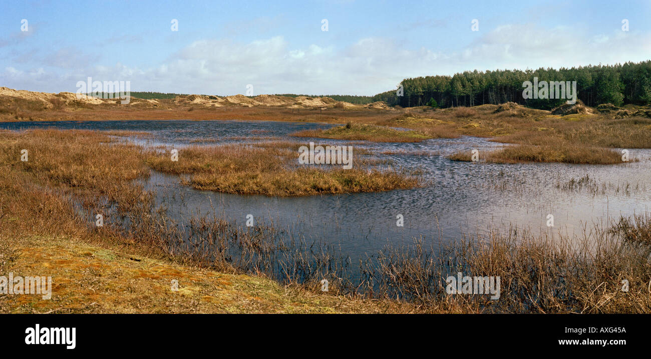 Ainsdale Sanddünen nationalen Naturreservat Formby Lancashire Stockfoto