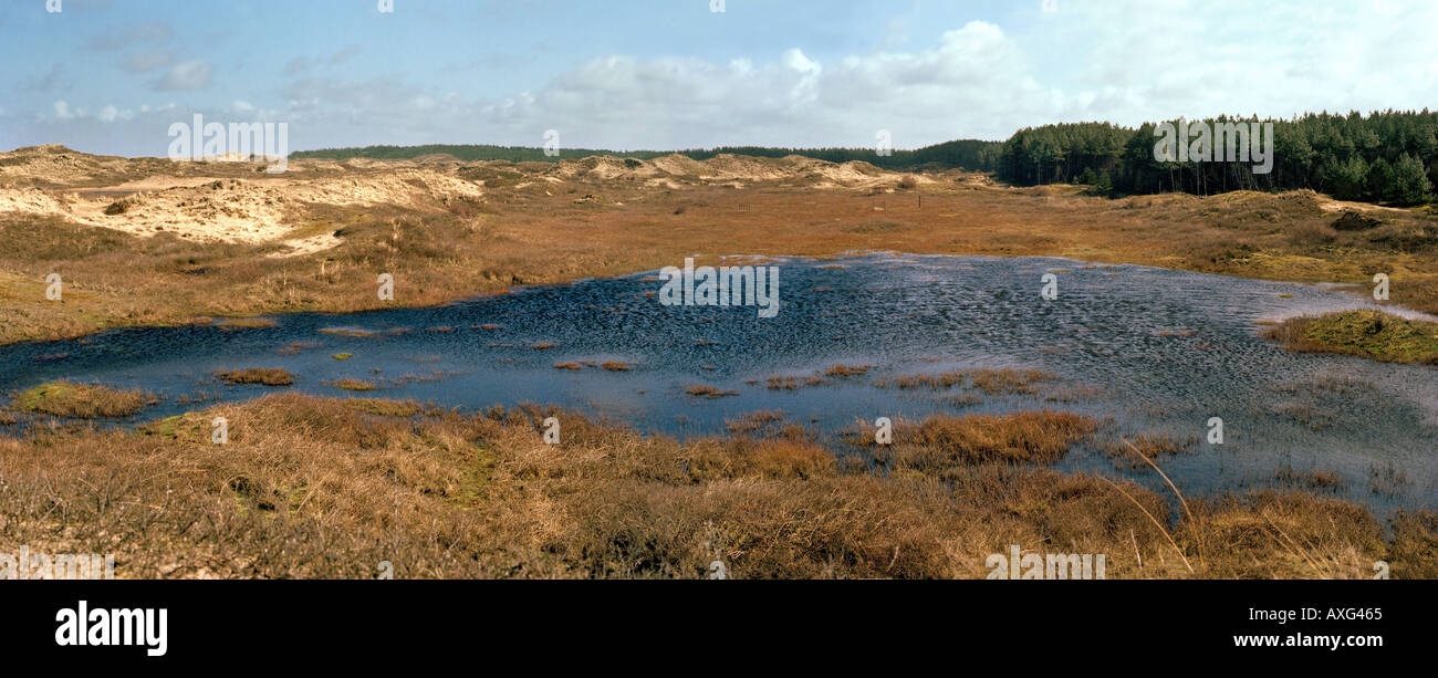 Ainsdale Sanddünen nationalen Naturreservat Formby Lancashire Stockfoto