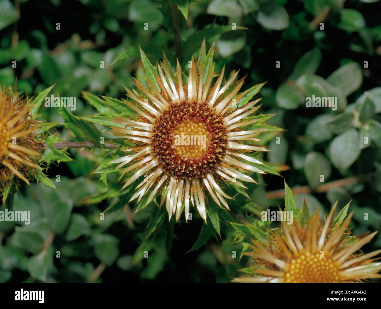 Carline Distel Carlina acanthifolia Stockfoto