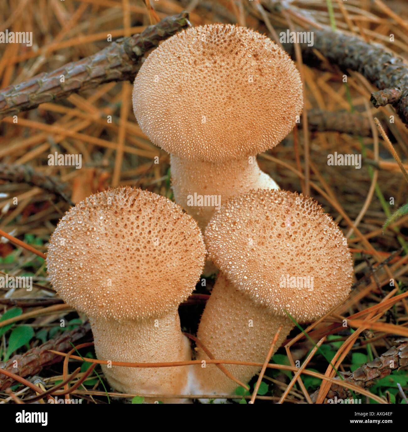 Pilze Lycoperdon sp Stockfoto