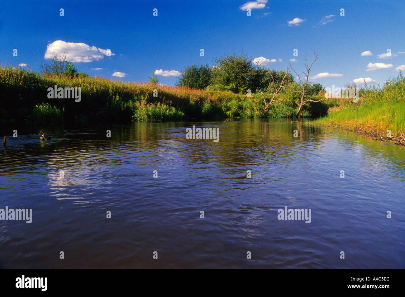 Tanew Fluss im Osten Polen, roztocze/rownina bilgorajska Stockfoto