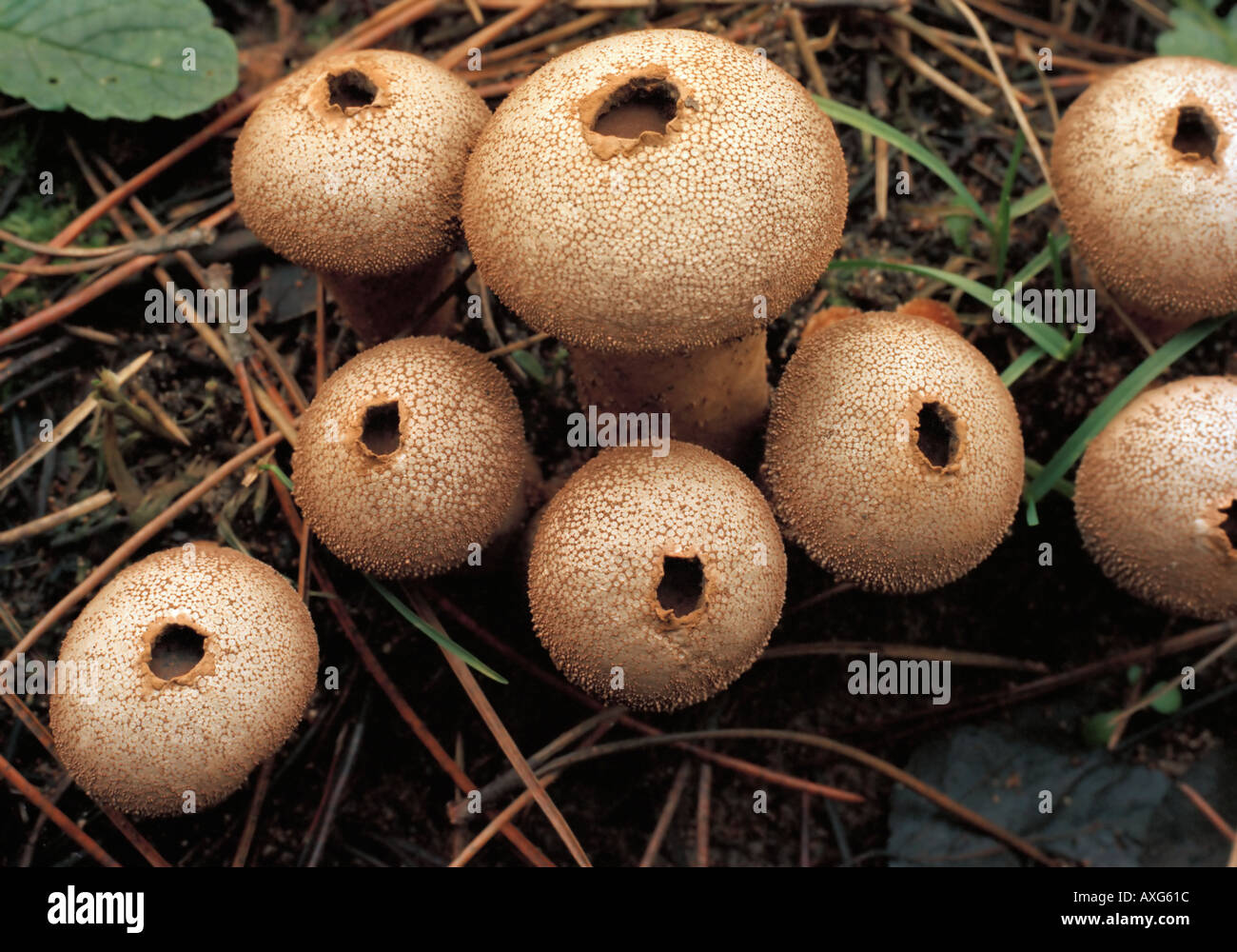 Blätterteig Kugeln Pilze erwarten sp Stockfoto