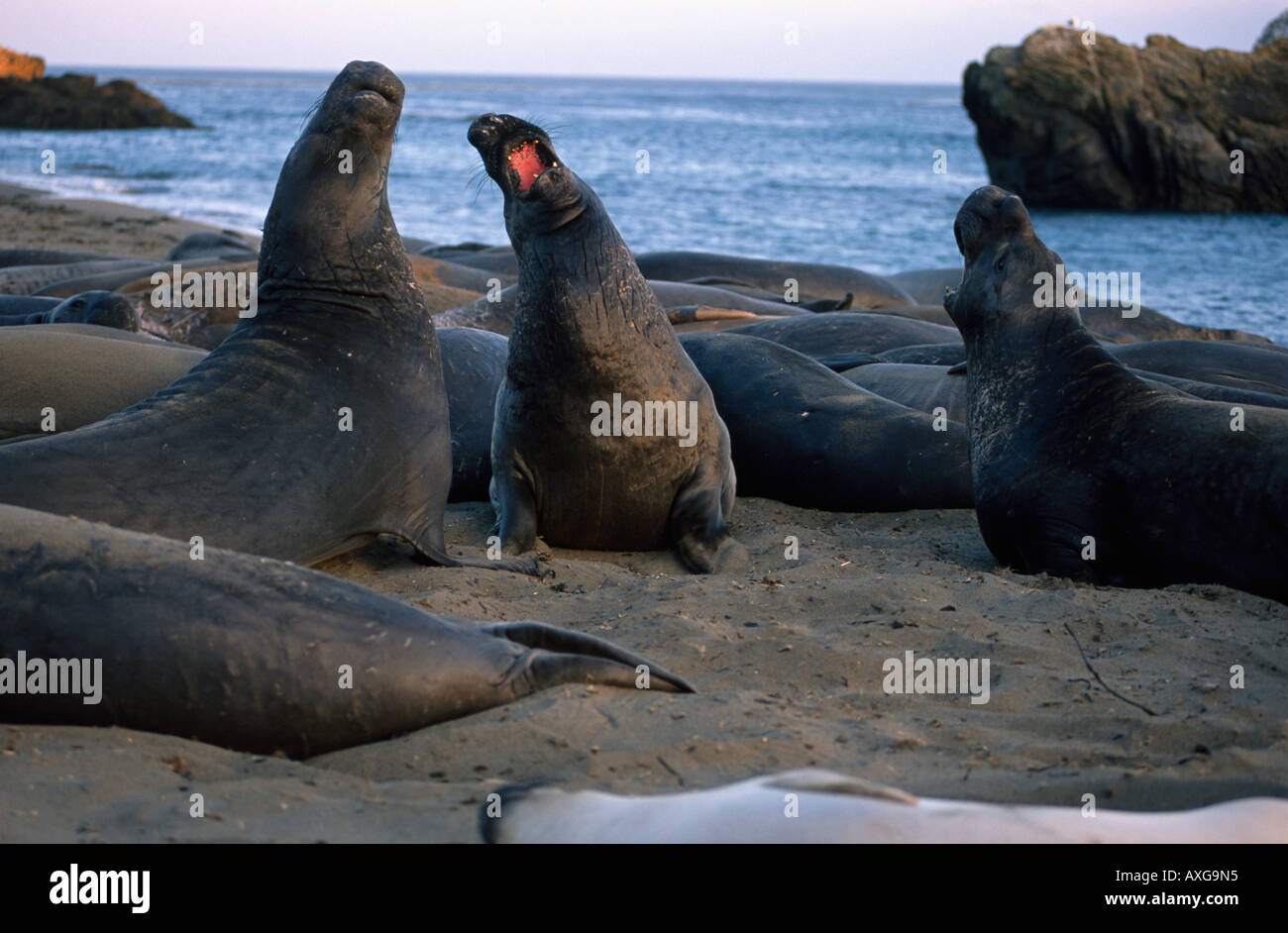 Bekämpfung der nördlichen See-Elefanten Stockfoto