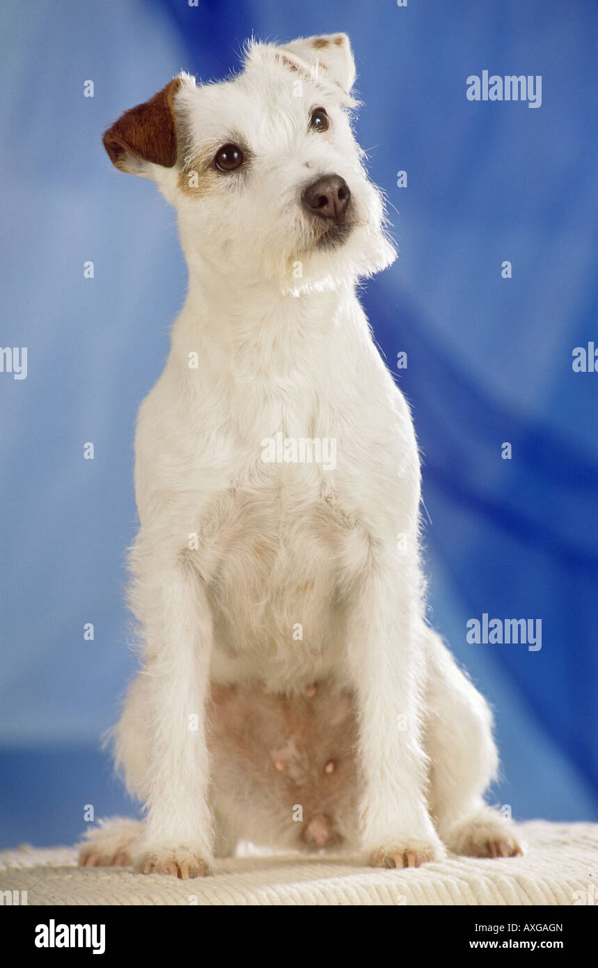 Parson Jack Russell Terrier - sitzen Stockfoto