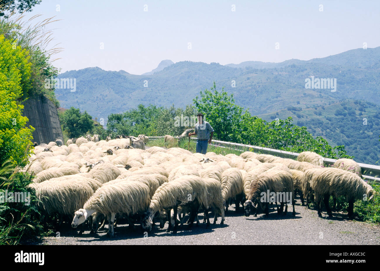 Sizilien, Italien. Einheimischen Hirten Landwirt Hüten der Herde von Schafen entlang der Bergstraße in der Nähe von Taormina Stockfoto