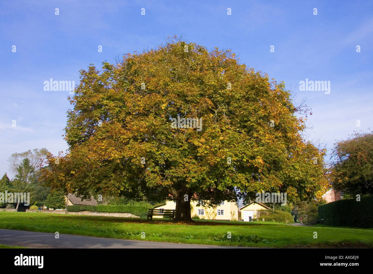 ein Kastanienbaum in den Dorfanger von Tostock in Suffolk, UK Stockfoto