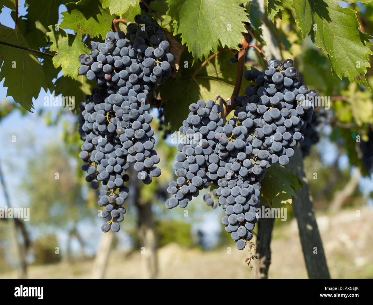 Trauben am Rebstock, Italien Stockfoto