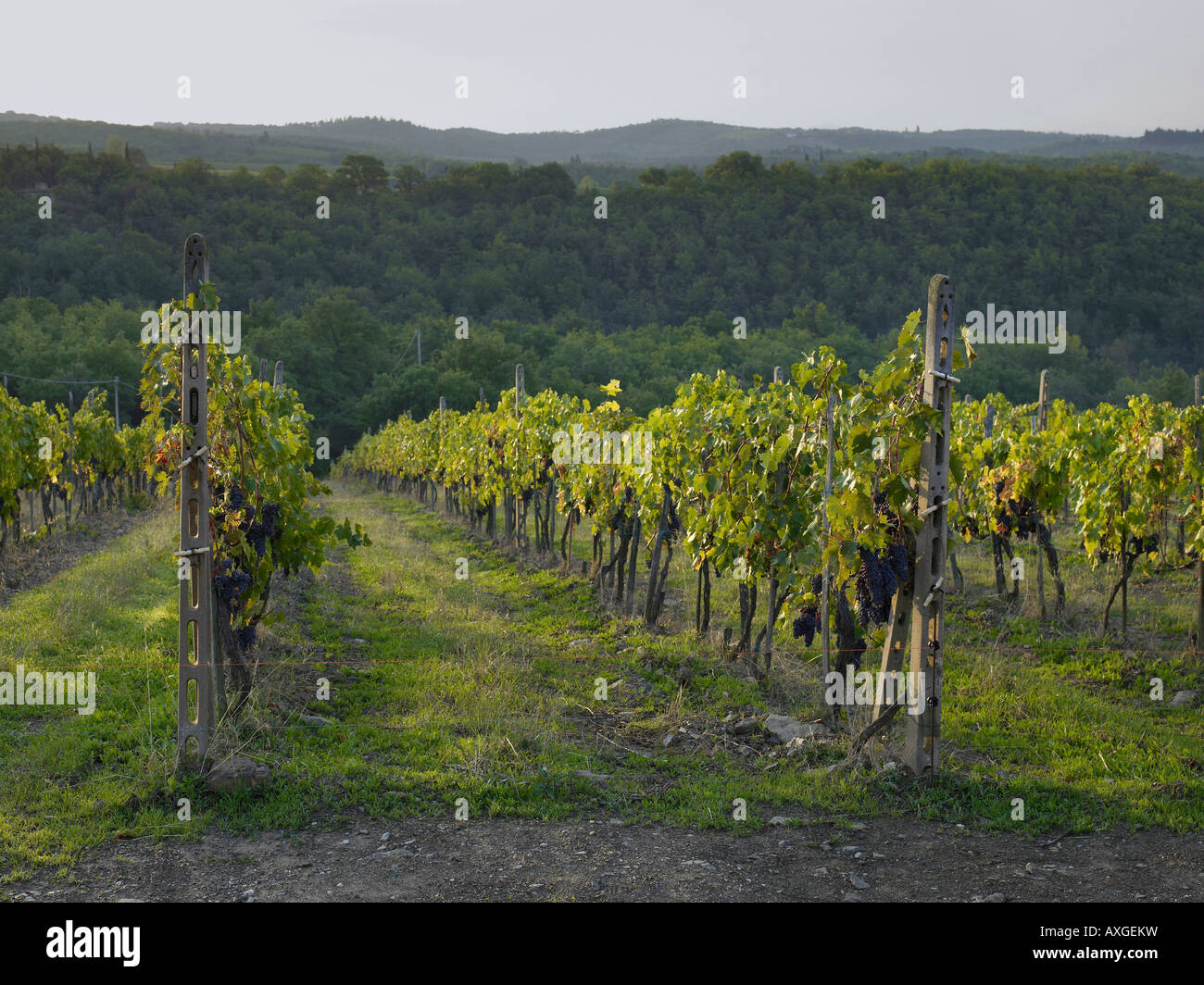 Weinberg, Siena, Italien Stockfoto