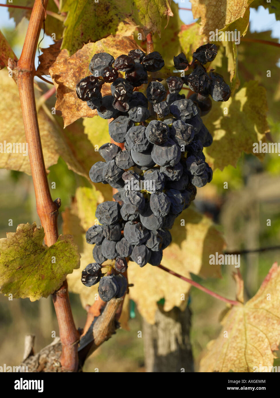 Nahaufnahme der Weinrebe Stockfoto