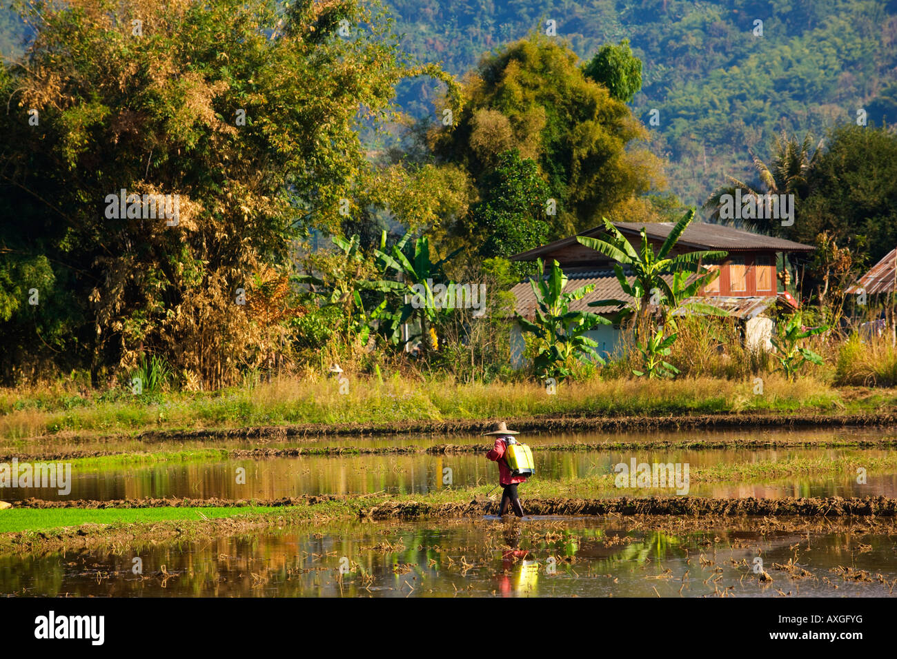 Paddy Field in der Nähe von Chiang Rai im Norden Thailands Stockfoto