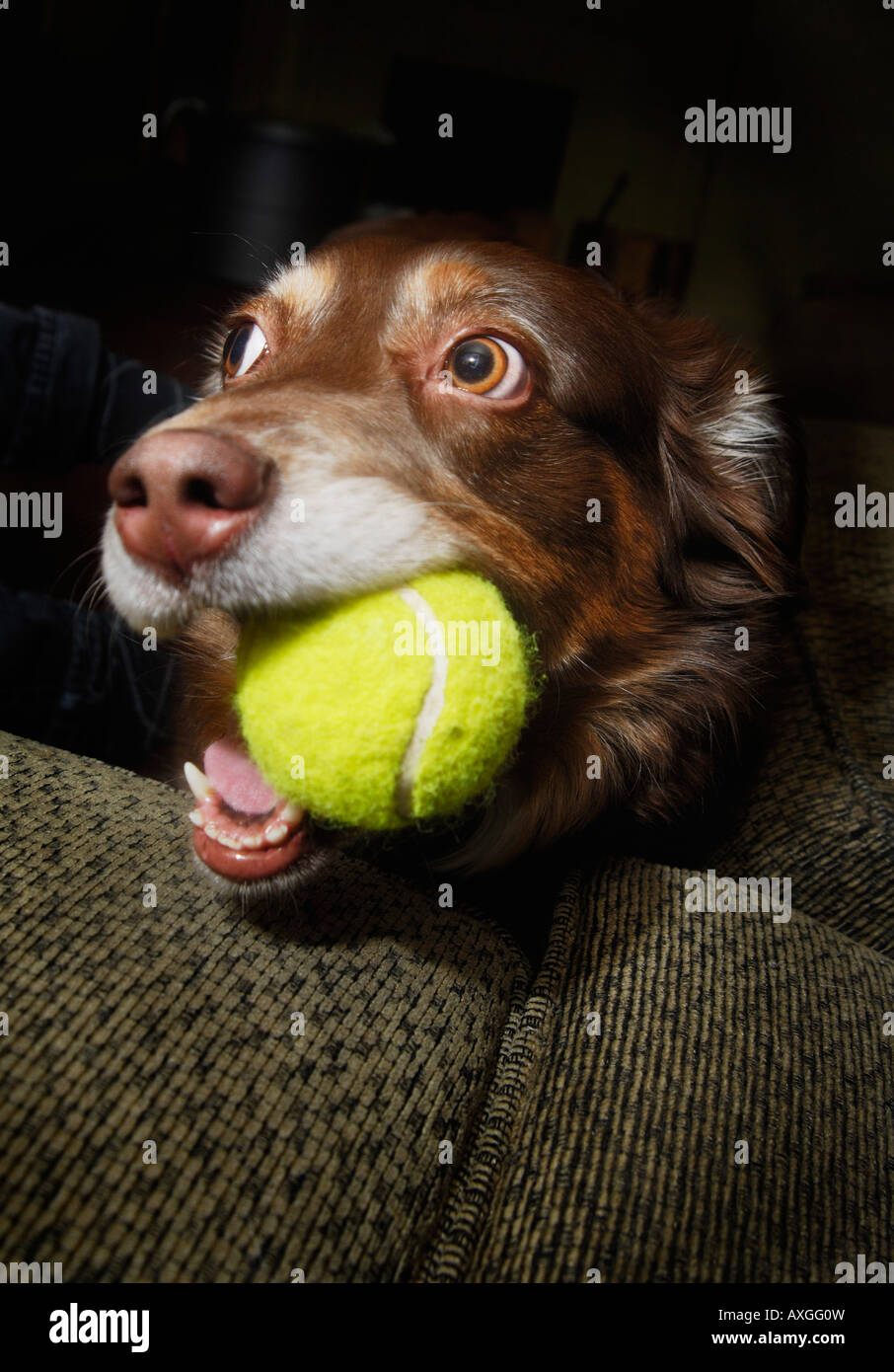 Hund mit Tennisball Stockfoto