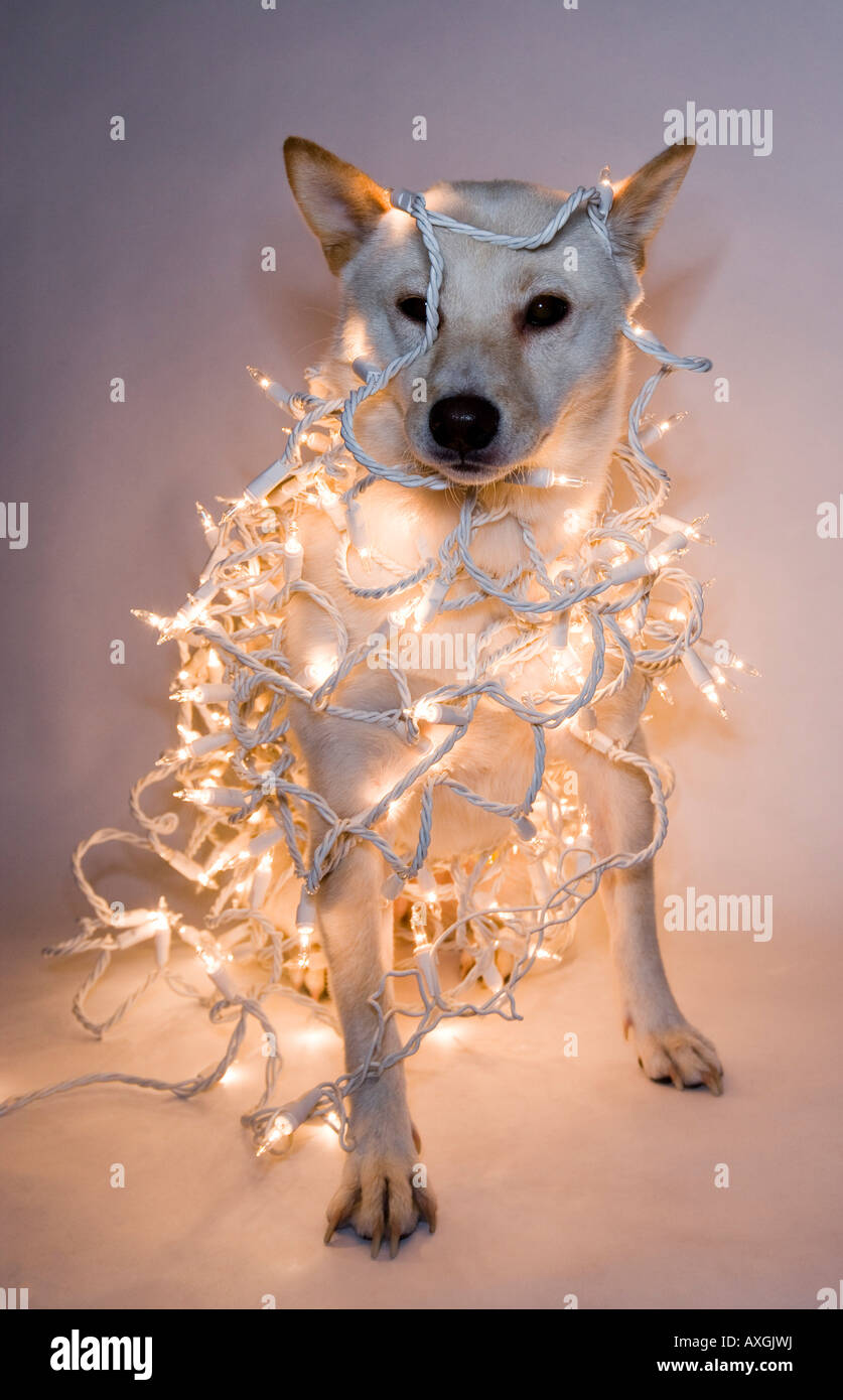 Dog Christmas Lights Stockfotos Und Bilder Kaufen Alamy