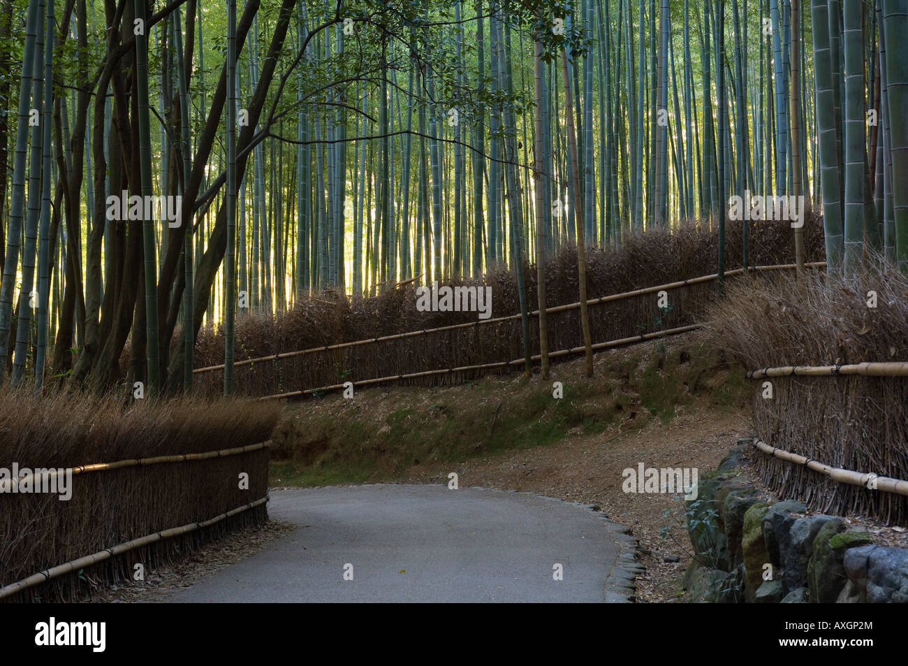 Bambuswald, Sagano, Kyoto, Japan Stockfoto