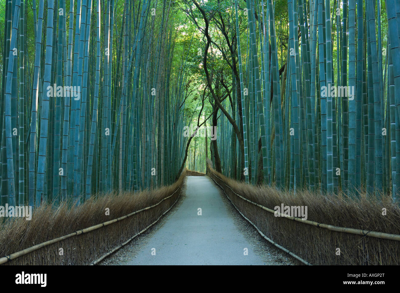 Bambuswald, Sagano, Kyoto, Japan Stockfoto