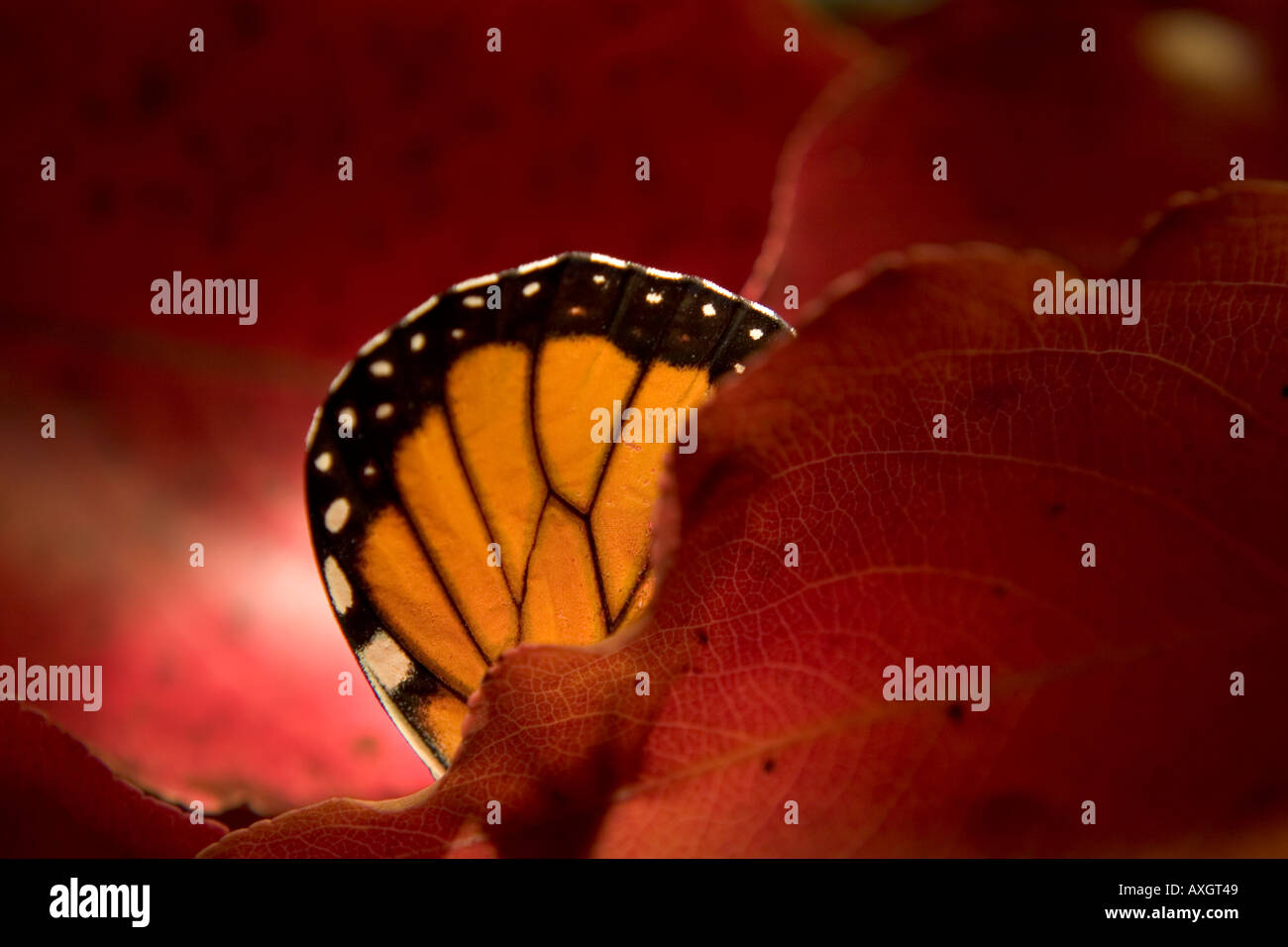 Monarchfalter in Herbstfarben lässt Stockfoto