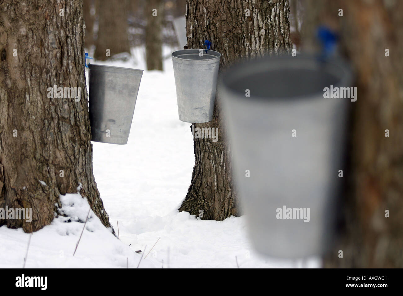 Beim Auftauen im Frühjahr hängen die SAP-Sammelbecher im kanadischen Zuckerbusch. Diese Art der Erfassung ist mehr für die Demonstration, da Linien bevorzugt werden. Stockfoto
