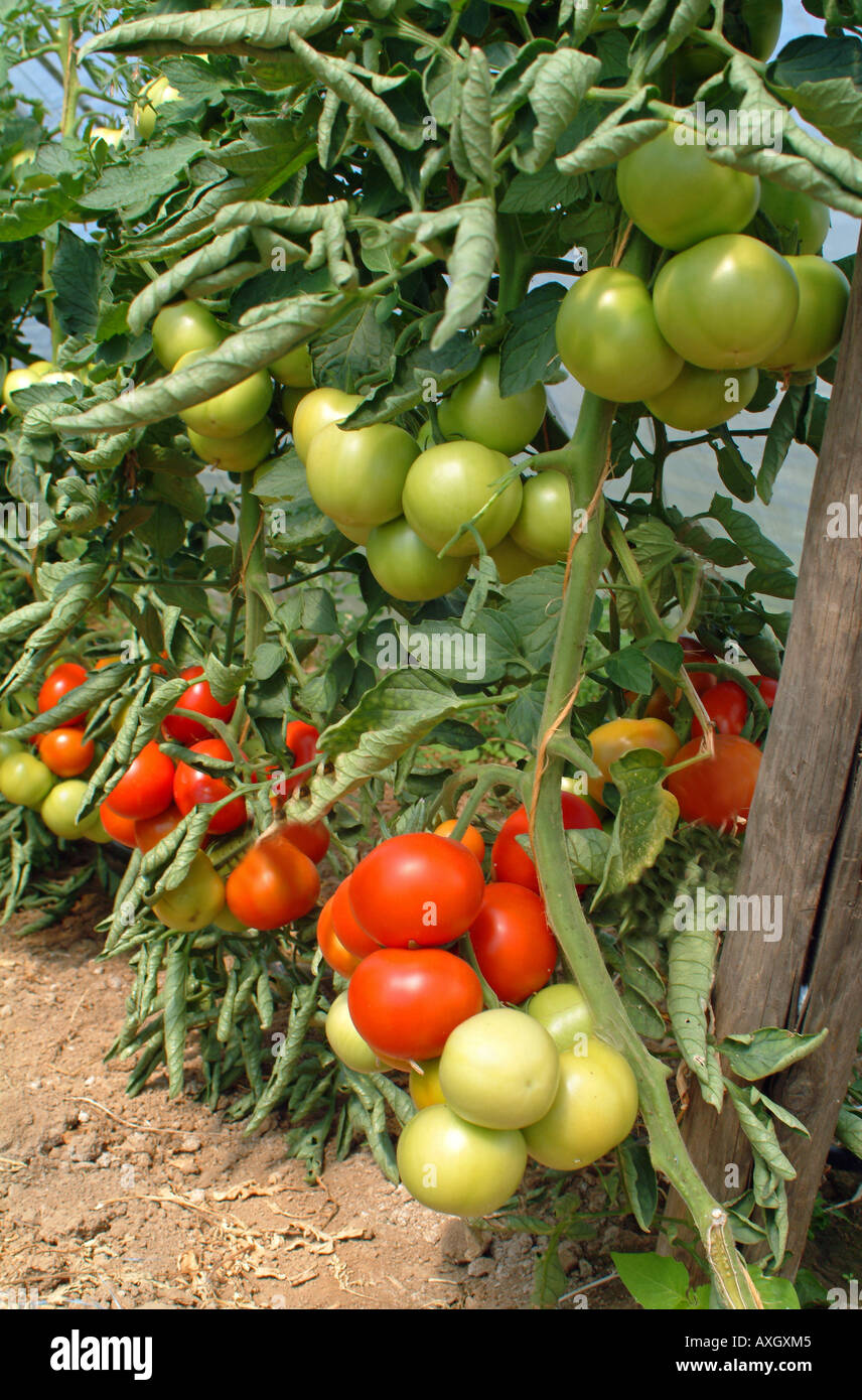 Tomaten in einem Gewächshaus Tomaten Im Gewächshaus Stockfoto