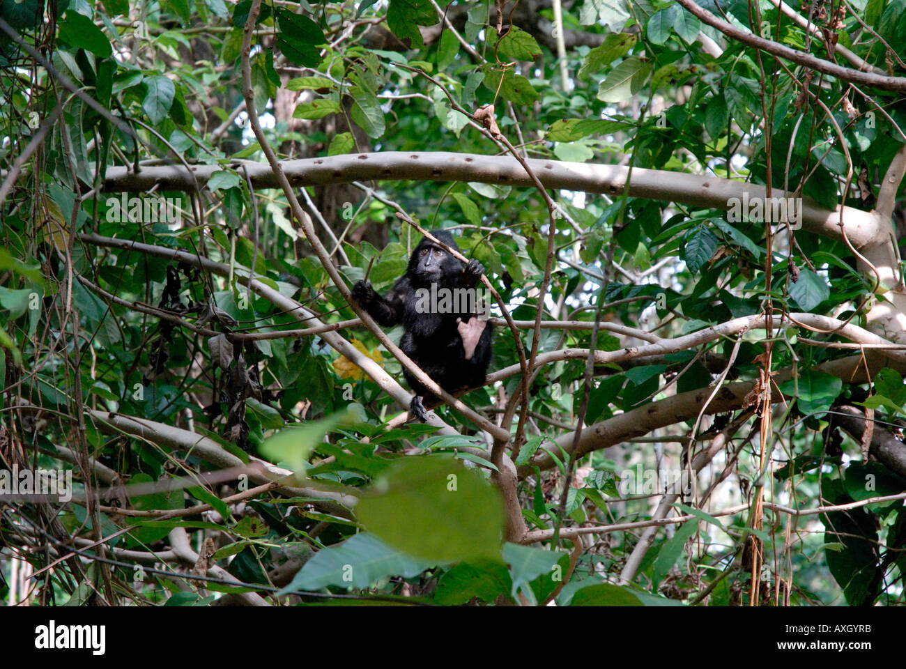 Baby jungen schwarzen Makaken Macaca Nigra Tangkoko Duasudara Tangkoko Naturreservat Nord-Sulawesi Indonesien Stockfoto