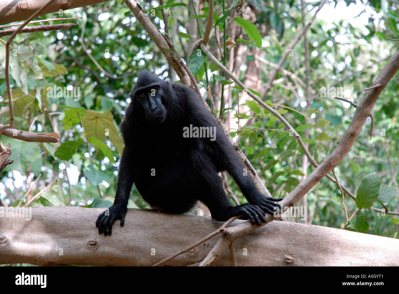 Schwarze Makaken Macaca Nigra im Tangkoko Duasudara Tangkoko Naturreservat Nord-Sulawesi Indonesien Stockfoto