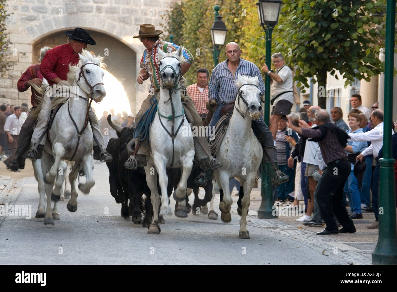 Camargue-Reiter mit Stieren Aigues-Mortes, Provence, Frankreich. Stockfoto