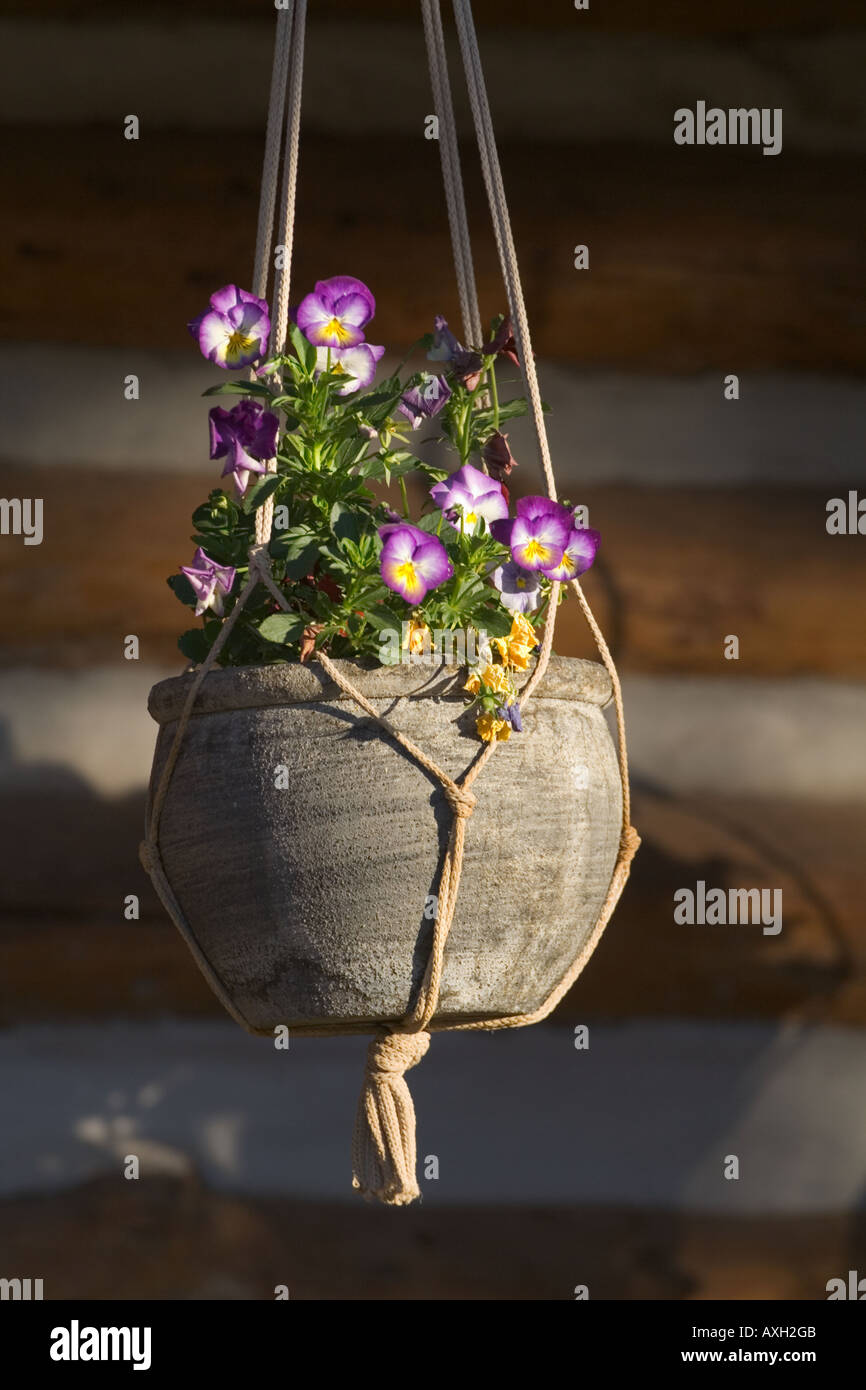 Hängende Keramik Topf mit Blumen, Valles Caldera Nationalpark, New Mexiko. Stockfoto