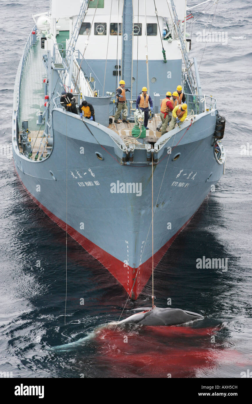 Die "Kyo Maru" Wal-Catcher Schiff der japanischen Walfangflotte mit Toten Zwergwal im südlichen Ozean Wal sanctuar Stockfoto