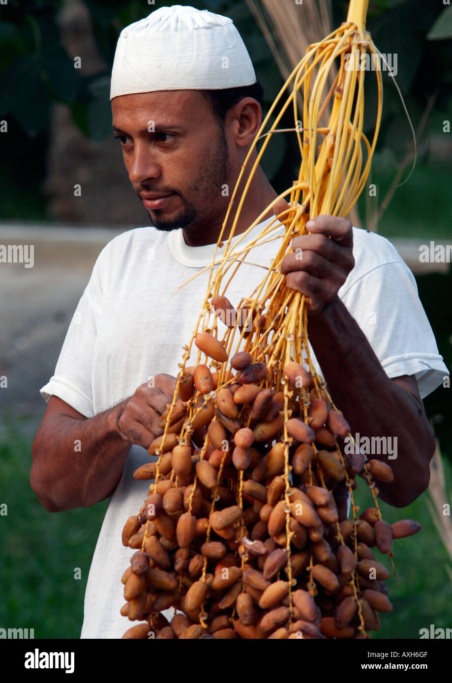 Ein Datum Bauer sammelt seine Aktien in der Oase Tozeur, Tunesien. Stockfoto