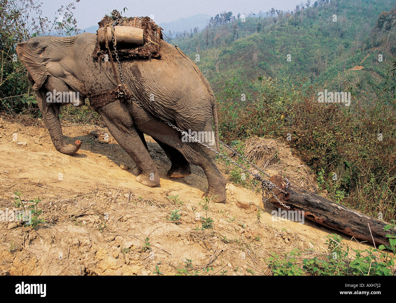 Asiatische Elefanten arbeiten in Holzindustrie in den Regenwäldern von Muang Ngoen Laos Stockfoto