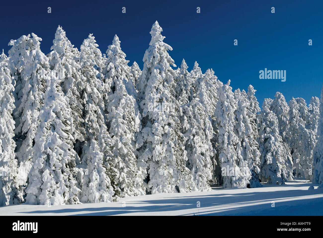 Schneebedeckte Kiefernwald in der Türkei Aladag Bolu. Stockfoto