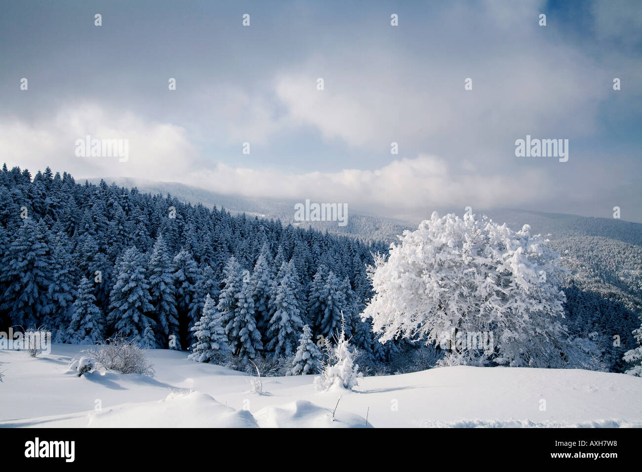 Malerische Aussicht auf Schnee bedeckt Kiefernwald, Aladag Bolu Türkei. Stockfoto