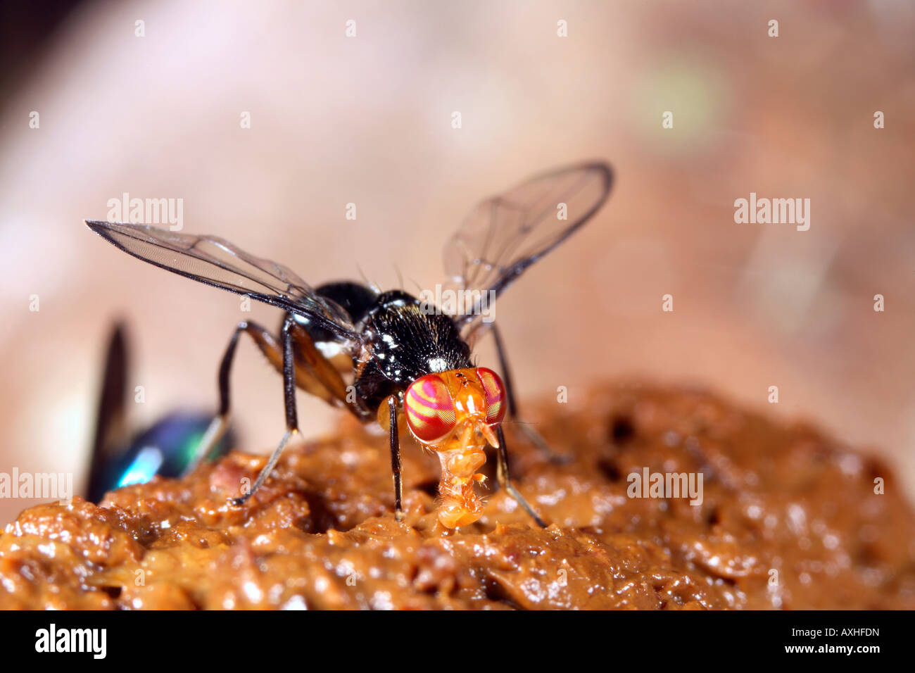 Fliegen ernähren sich von Kot Stockfoto