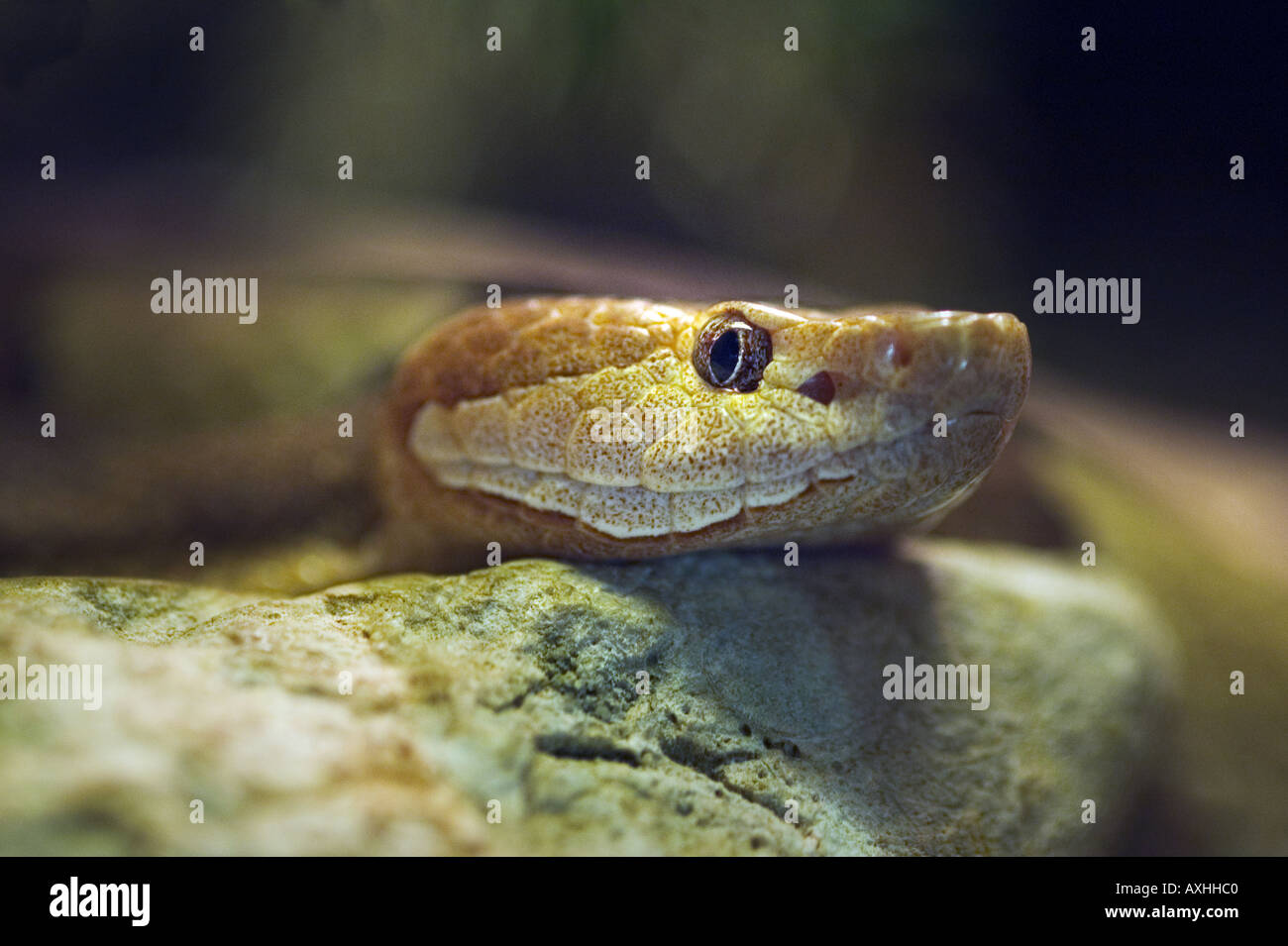 südlichen Copperhead Schlange Stockfoto