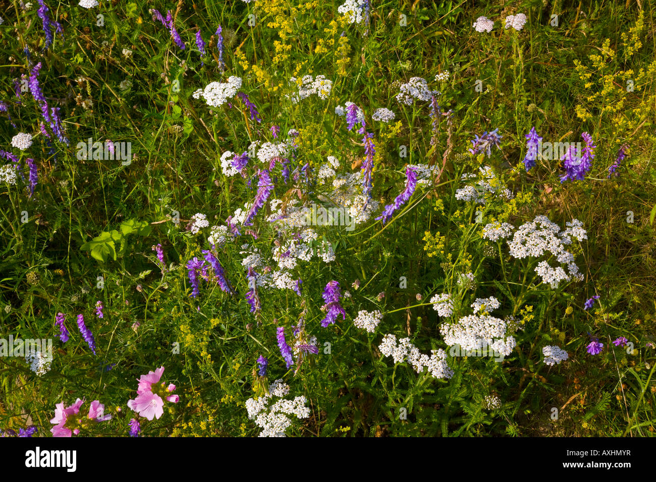Vielzahl von wilden Blumen wachsen auf einer Wiese in Norfolk, England Stockfoto